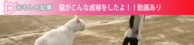 猫がこんな威嚇をしたよ!!動画あり