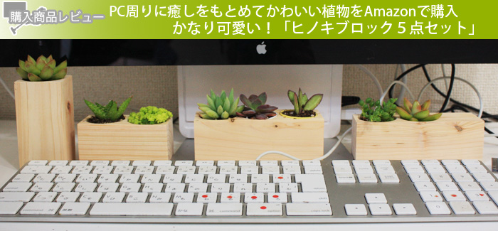 PC周りに癒しをもとめてかわいい植物をAmazonで購入かなり可愛い！「ヒノキブロック５点セット」