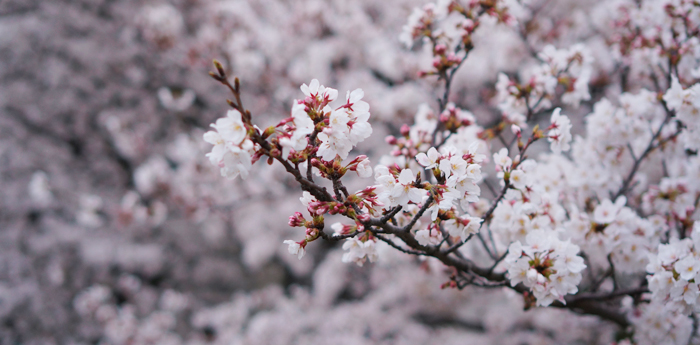 桜をNEX-6で撮影してきました。