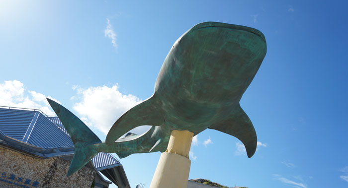 初めての沖縄旅行１日目！生で見る美ら海水族館すごいよ！
