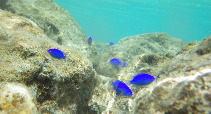 沖縄行くなら水中カメラを絶対持ってた方が良い理由！水納島で撮影したお魚さん！