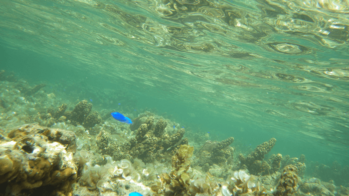 ２回目の沖縄旅行  水中撮影でニモ発見！