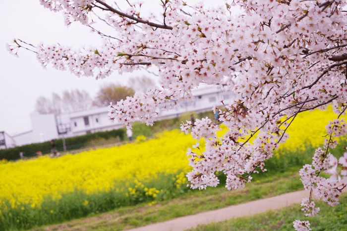 桜がお腹一杯になる「県営権現堂公園」でお花見して来ました！