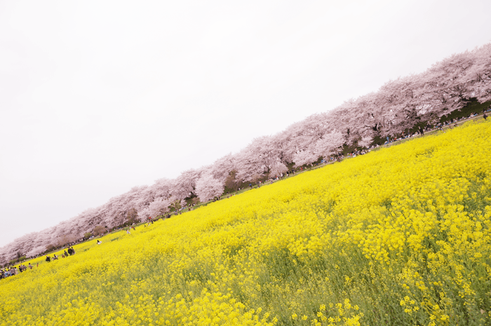 150405_sakura_06