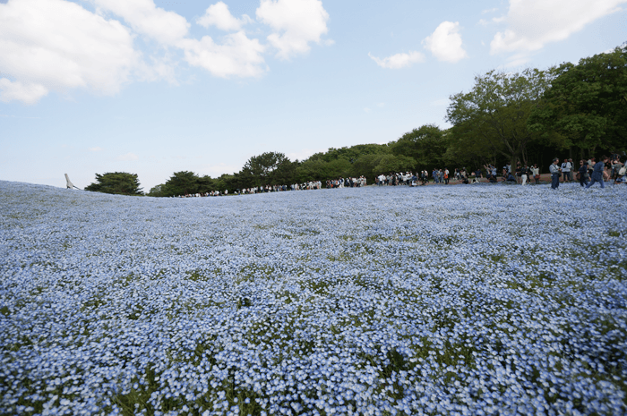 GWに国営ひたち海浜公園に行くには絶対電車がいい理由！