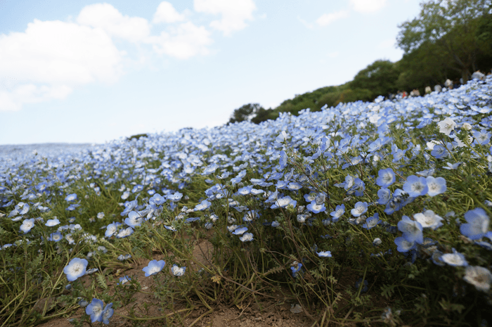 たった３時間いるだけでGWを満喫した気分になれるお花畑を見た事ありますか？