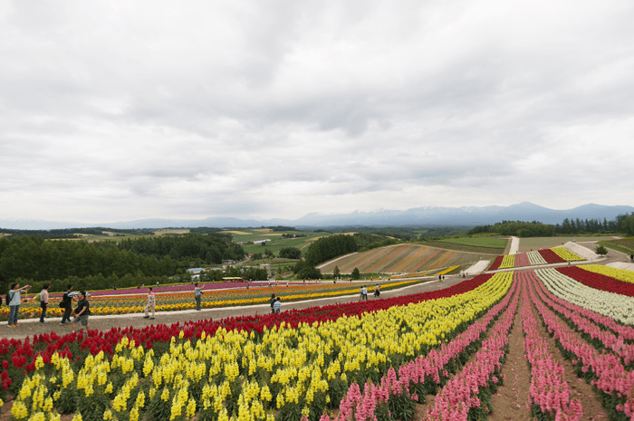 2015年7月 富良野旅行１日目 丘に咲いてるお花が奇麗な”四季彩の丘”