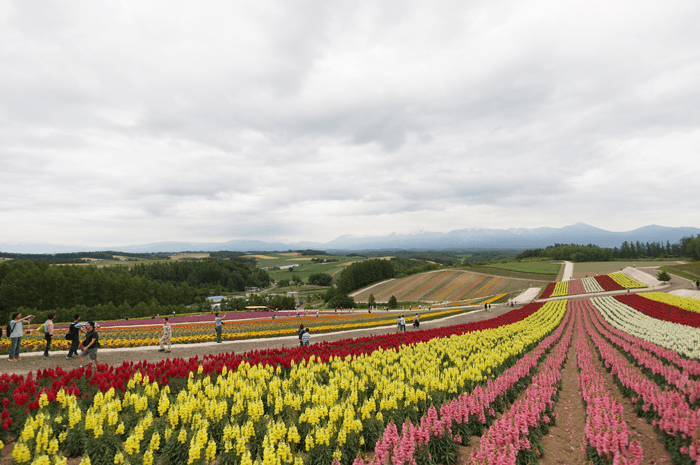 150725_furano_sikisainooka_06