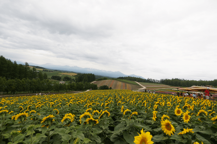 150725_furano_sikisainooka_08