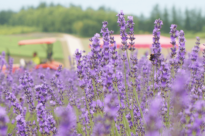 150725_furano_sikisainooka_11