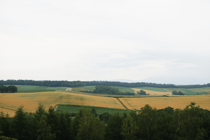 150725_furano_sikisainooka_13