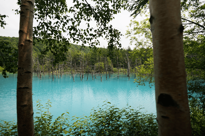 2015年7月 富良野旅行 青い池は “あお” かった！