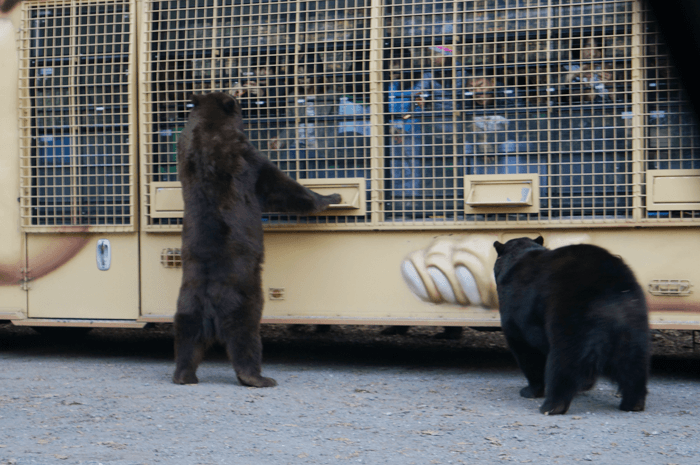 カンガルーを触れる！2015年10月に富士サファリパークに行ってきた！