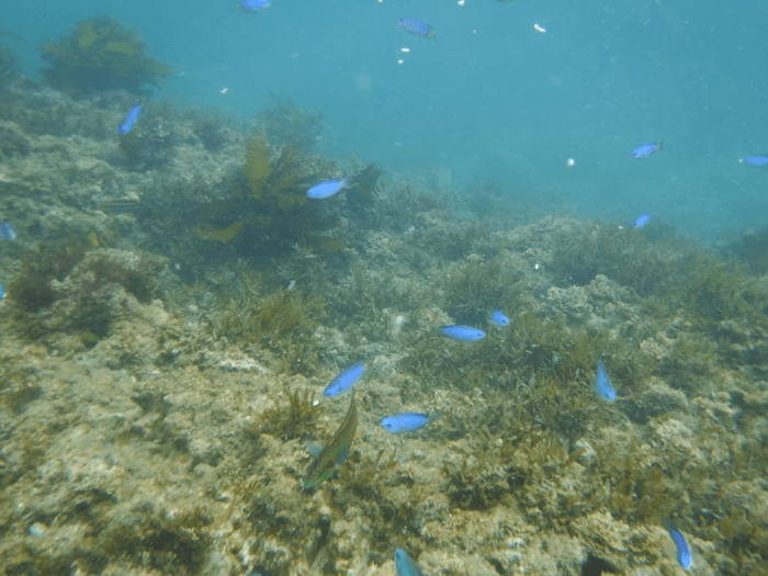 千葉の海へいくなら青いお魚沢山のシュノーケルが楽しいプライベートビーチを教えます。