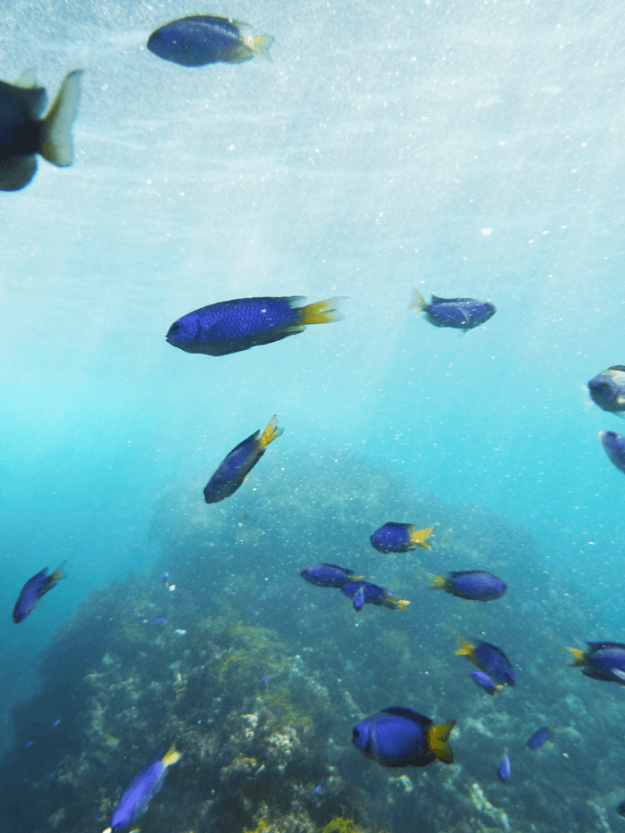 沖縄と同じ綺麗な海！ヒリゾ浜へ行って来ました。行き方とお魚の写真。