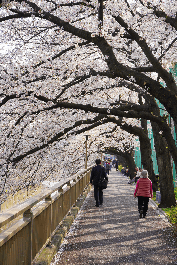 α7Ⅲで近所の桜撮影してきました。