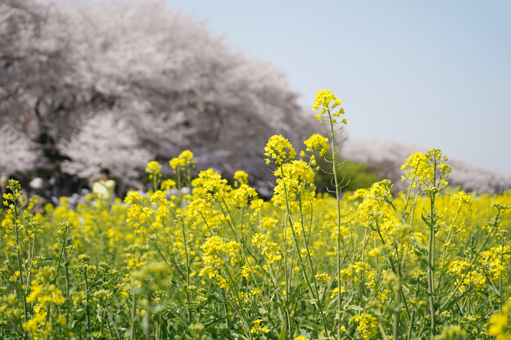 2018年 幸手桜祭に行ってきました。行き方は電車電車+歩きがオススメ。