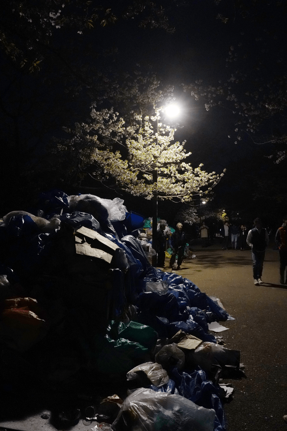 α7Ⅲで代々木公園の夜桜撮影してきました。