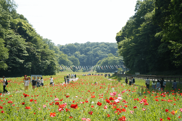 GWは、ひたち海浜公園に行かなくても沢山のネモフィラを見れる横須賀にある「くりはま花の国」がオススメです！