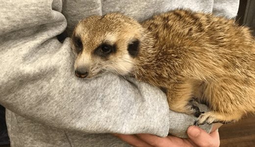 ミーアキャットを抱っこ出来る伊豆の観音温泉に行ってきた旅行記