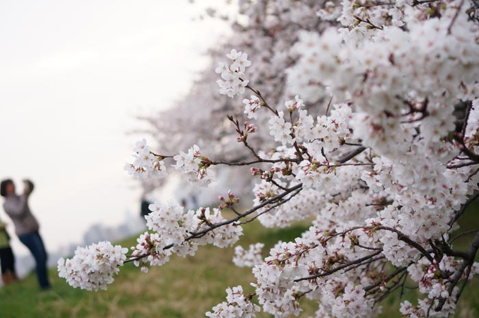 130328_sakura_03.jpg