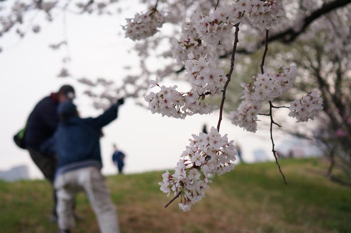 130328_sakura_05.jpg