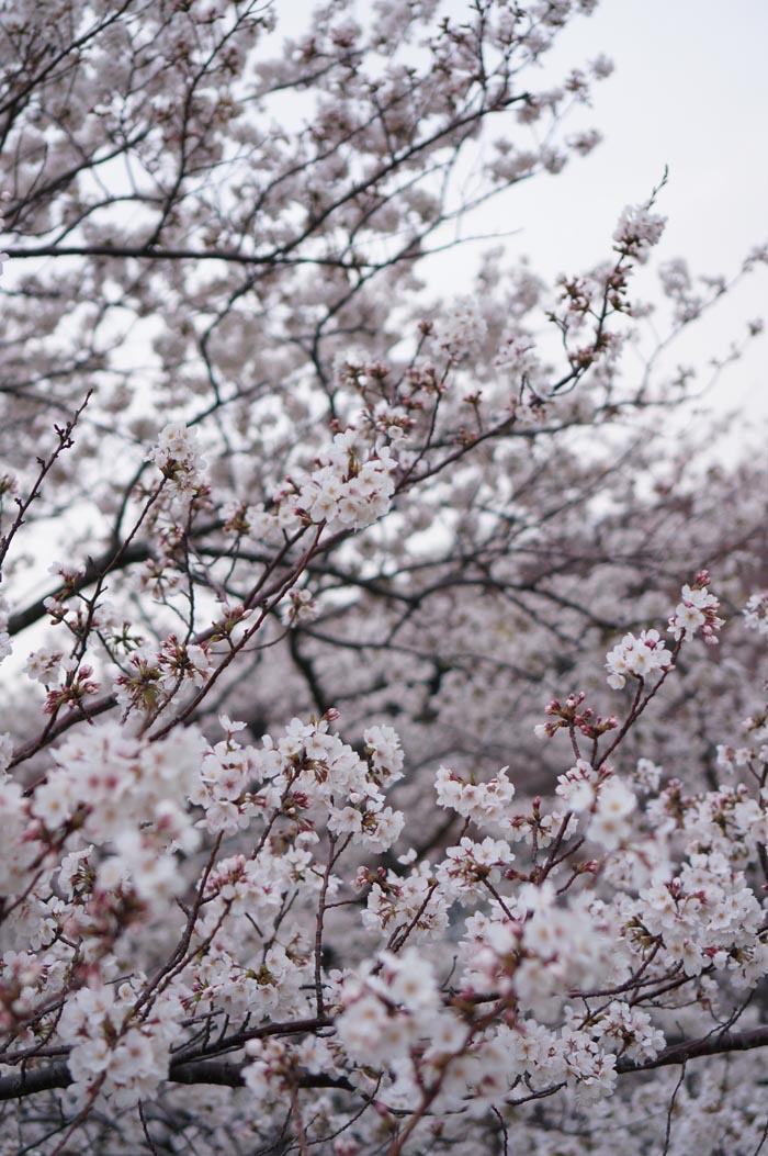 130328_sakura_06.jpg