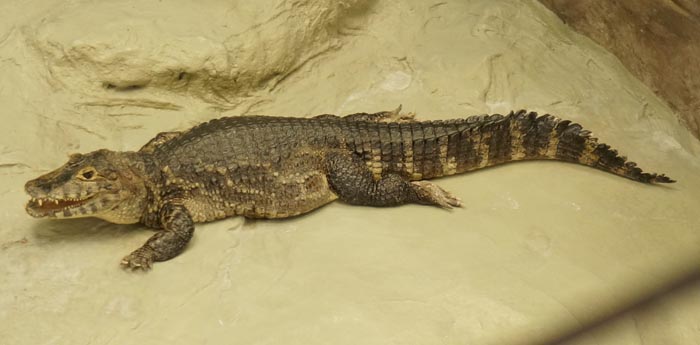 130408_zoo_04.jpg